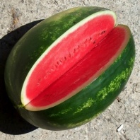 Арбуз Васко F1 Арбуз Васко F1