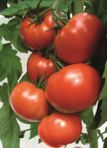 Томат Флетчер F1 Томат Флетчер F1