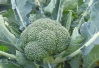 Капуста Фиеста F1 Капуста Фиеста F1