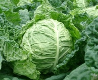 Капуста Салима F1 Капуста Салима F1