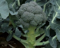 Капуста Куба F1 Капуста Куба F1