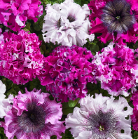 Петуния крупноцветковая превосходнейшая Cherny`s Triumph Микс