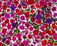 Петуния многоцветковая Кэнди, Candy F1 Picotee Mixed