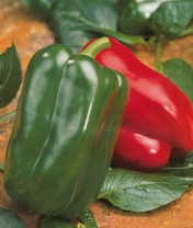 Перец Аркано F1 Перец Аркано F1