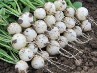 Редис Пёрпл F1