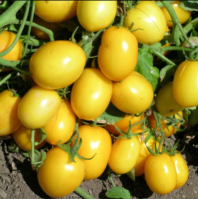 Томат Еллоу Ривер F1