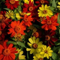 Цинния Захара ZAHARA MIX Bonfire