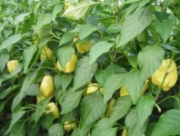 Перец Никита F1