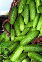 10х10 Огурец Астерикс F1 Нидерланды 10 ПАКЕТОВ