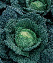 Капуста Мелисса F1 Капуста Мелисса F1