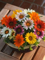 Гацания New Day F1 Mix Гацания New Day F1 Mix