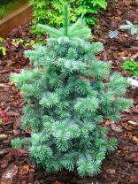 Пихта шершавоплодная аризонская (Abies lasiocarpa ssp. arizonica) "Apache NF AZ"  10 семян