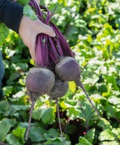 Свекла Бохан F1 Свекла Бохан F1