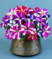 Петуния крупноцветковая Донна F1 Star Mixed