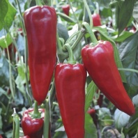 Перец Портека F1 Перец Портека F1