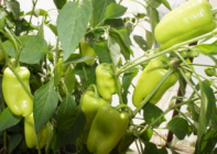 Перец Джейд F1 Перец Джейд F1