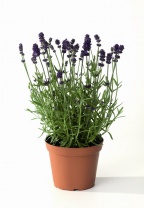 Лаванда Scent Blue, Early Лаванда Scent Blue, Early