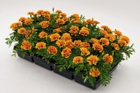 Бархатцы отклоненные Super Hero Orange Bee, Хупта, 4889817 100 др. Coated Бархатцы отклоненные Super Hero Orange Bee, Хупта, 4889817 100 др. Coated