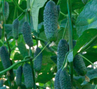 Огурец Дерия F1 Огурец Дерия F1