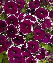 Петуния многоцветковая Кэнди, Candy F1 Burgundy Picotee