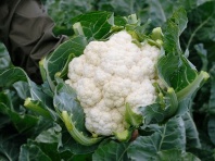 100 Капуста Леканю F1 цветная Швейцария 100 семян