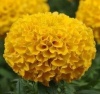 Бархатцы прямостоячие Тайшан F1 Голд Хупта, 4889446 100 семян