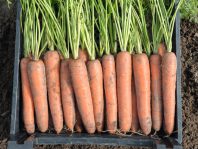 Морковь Бермуда F1 Морковь Бермуда F1