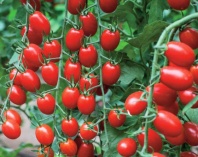 Томат Б 355 F 1 Томат Б 355 F 1