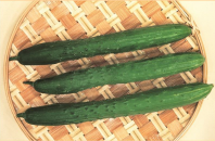 Огурец Тести Грин F1 Огурец Тести Грин F1