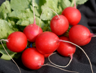 Редис Вена F1 Редис Вена F1