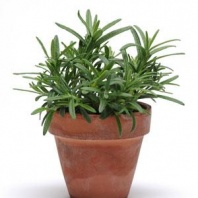 Розмарин лекарственный Rosemary Розмарин лекарственный Rosemary
