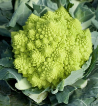 Капуста Пунтоверде F1