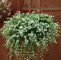 Бакопа, Сноутопия Белая F1 Бакопа, Сноутопия Белая F1