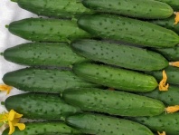 Огурец индетерминантный Северное Сияние F1 Огурец индетерминантный Северное Сияние F1