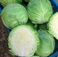 Капуста Монализа F1