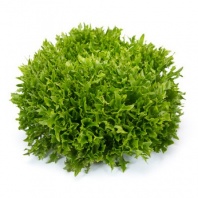 Салат ЭКЗАМ Knox ™ Салат ЭКЗАМ Knox ™