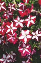 Петуния ампельная Лавина F1 Purple Star