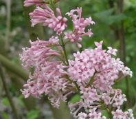 Сирень Вольфа (Syringa wolfii) 0,1 гр.