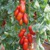 Томат Поззано F1 Индетерминантный. Нидерланды 4 шт. Томат Поззано F1 Индетерминантный. Нидерланды 4 шт.