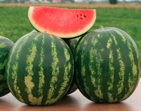 Арбуз Трофи F1 Арбуз Трофи F1