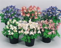 Аквилегия Cameo F1 Mix