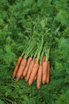 Морковь Самсон Морковь Самсон