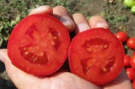 Томат Петраросса F1 Томат Петраросса F1