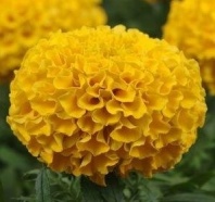 Бархатцы прямостоячие Тайшан F1 Голд Хупта, 4889446 30 семян