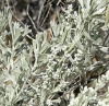 Полынь трехзубчатая (Artemisia tridentata)  0,3 гр