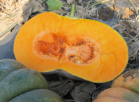 Тыква Маноск F1 Тыква Маноск F1