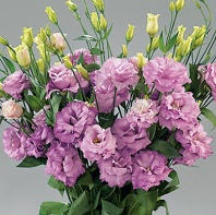 Эустома, лизиантус крупноцветковый серия Супер Магик I-II F1 Lilac
