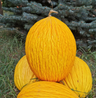 Дыня Рокси F1 Дыня Рокси F1