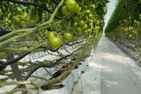 Брикет из кокосового субстрата "Jiffy Easyfill bag" Брикет из кокосового субстрата "Jiffy Easyfill bag"