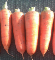 Морковь Курода Пауэр Морковь Курода Пауэр